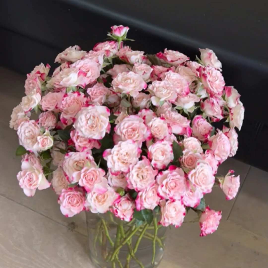 特价【鲜花同城送】5支折射多头玫瑰（任意两单有小礼品）