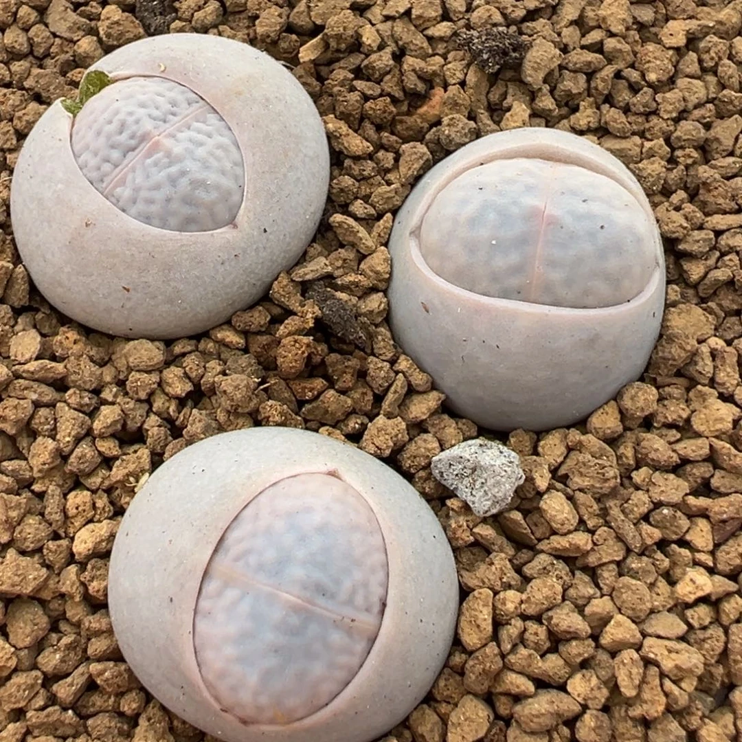 3棵母本带盆多肉高尔夫