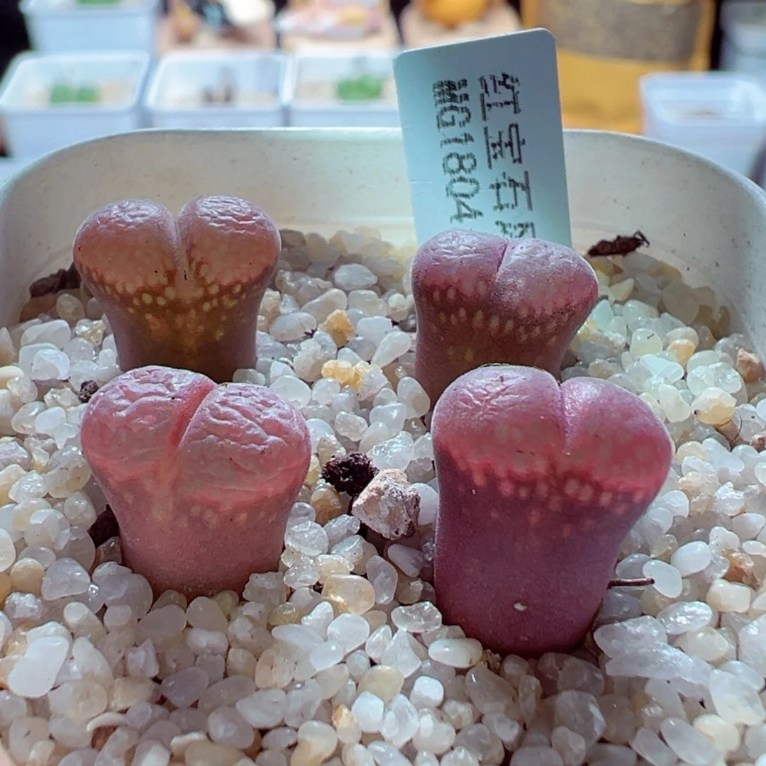 1223-359多肉多日1804.5