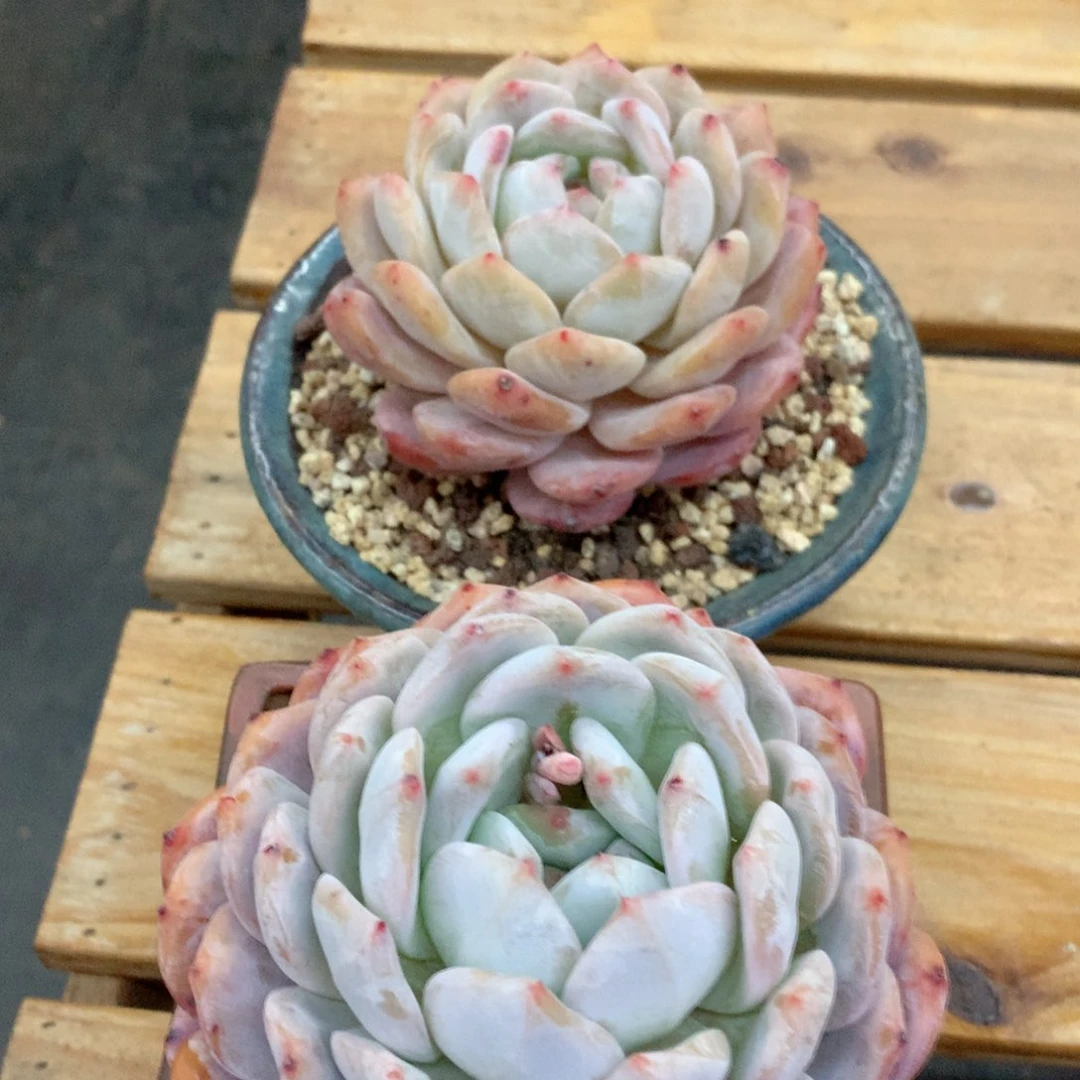 多肉植物一物一拍