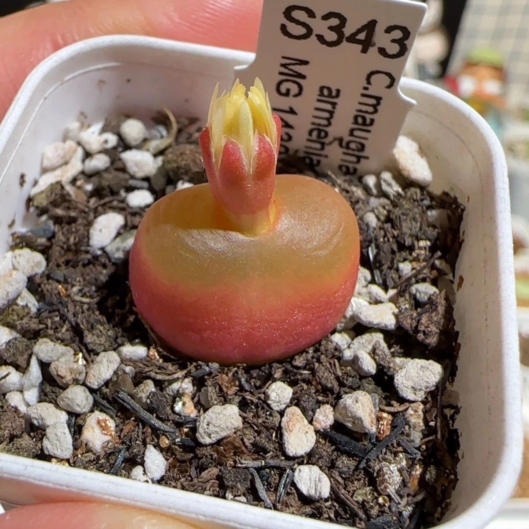 肉锥多肉植物组合-1430.5、1596