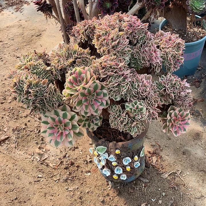 微瑕女巫朵朵脱土发货啊