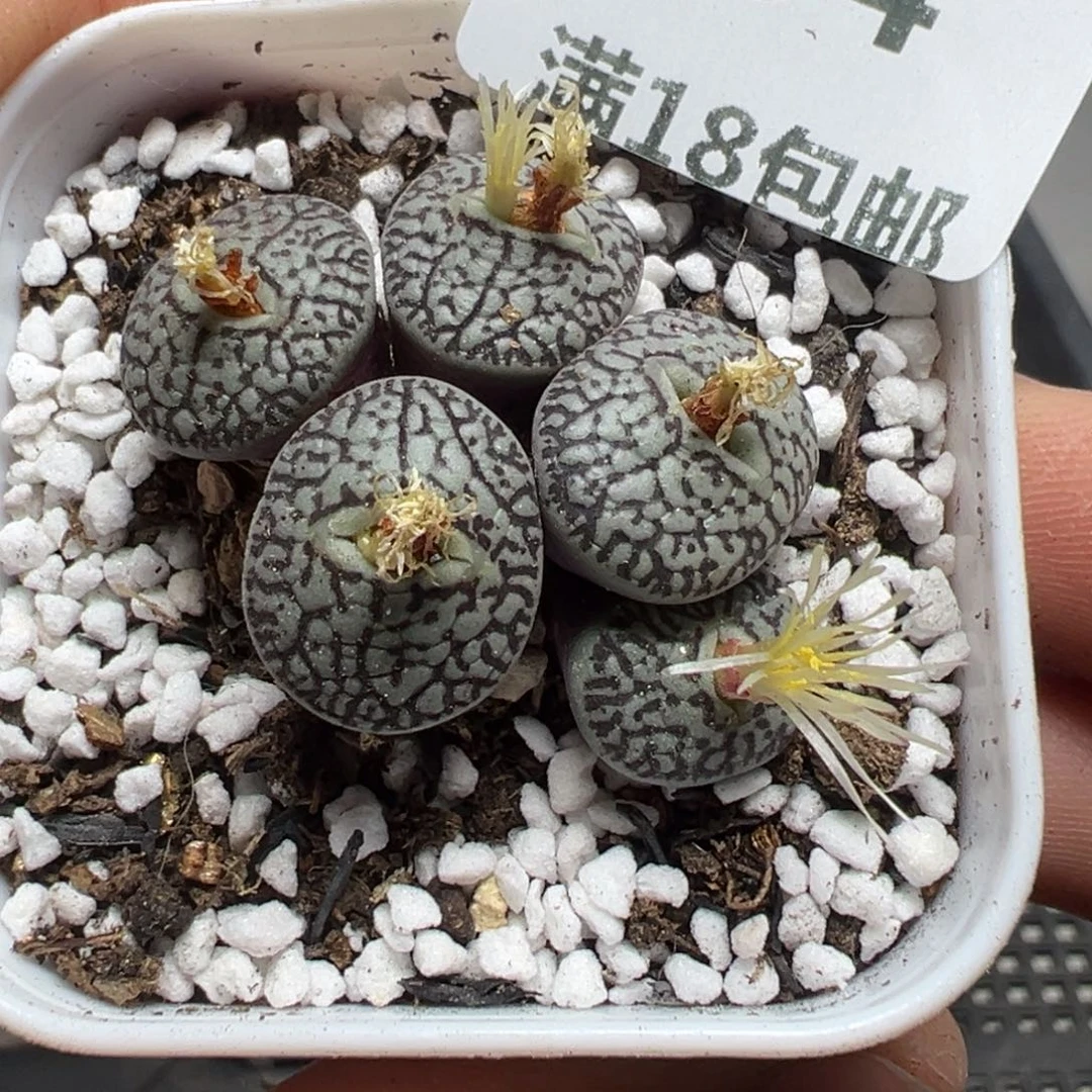 【闪购商品】754……