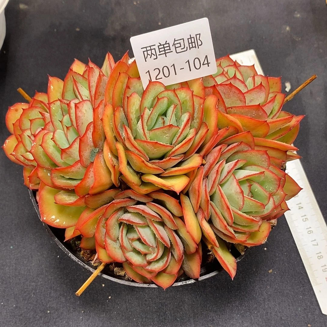 酸奶多肉 牡丹亭群104