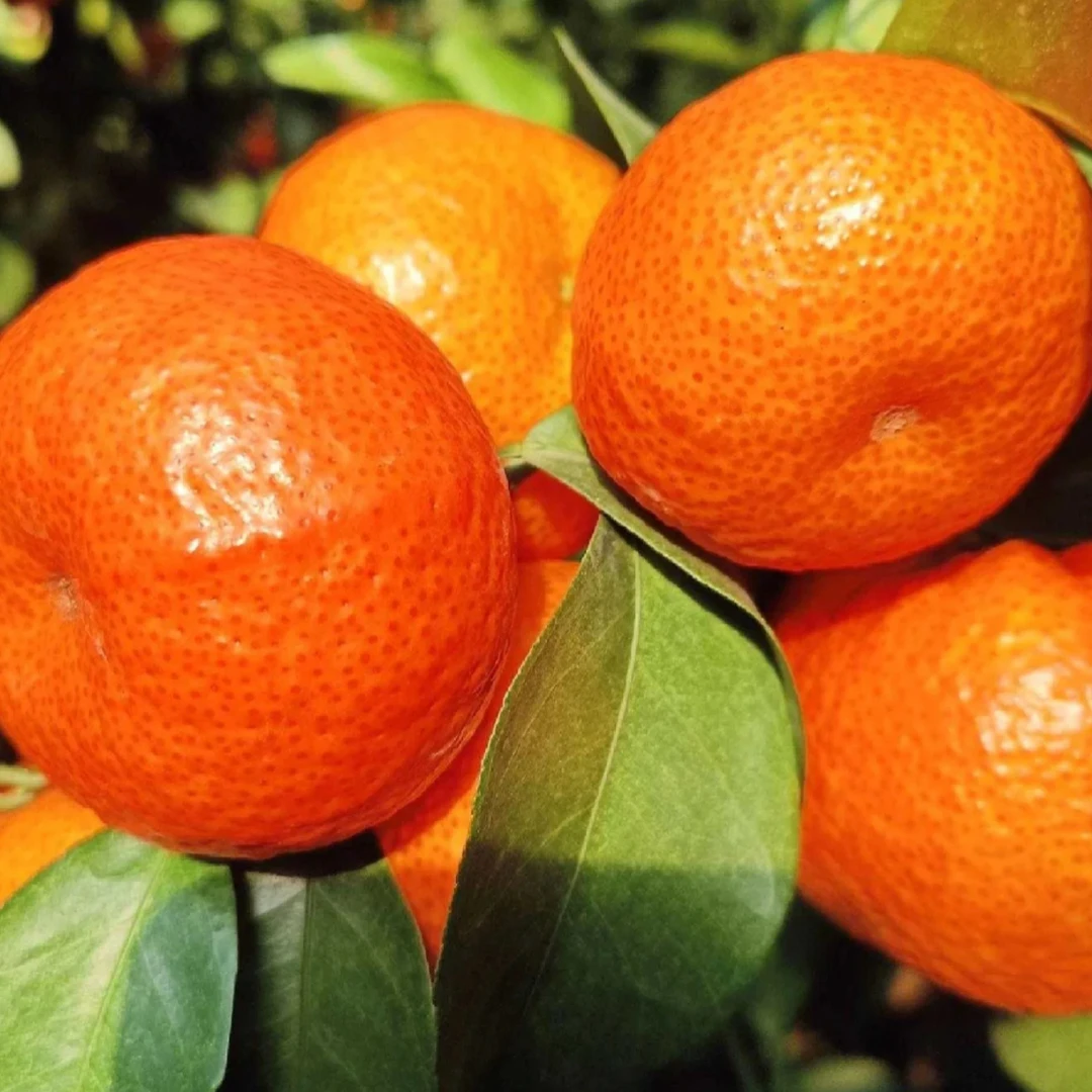 云南头茬金秋沙糖桔好吃停不下来云南省