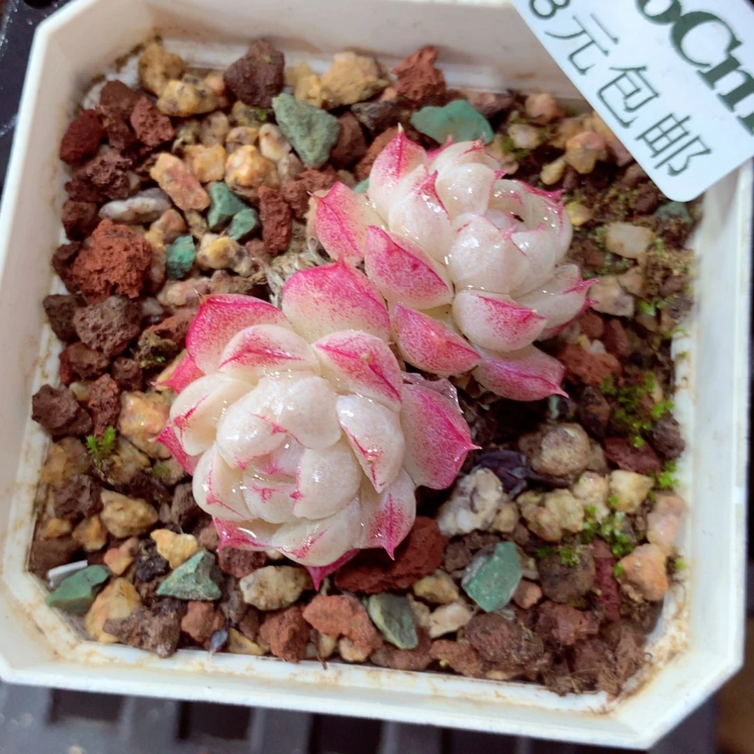 5厘米盆精控多肉796