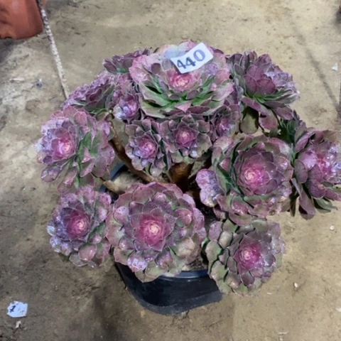 440红心万圣节134567889