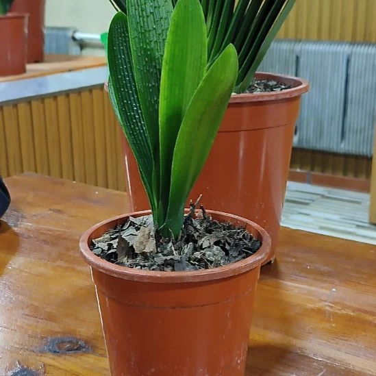 用***7无花朵88号油388米