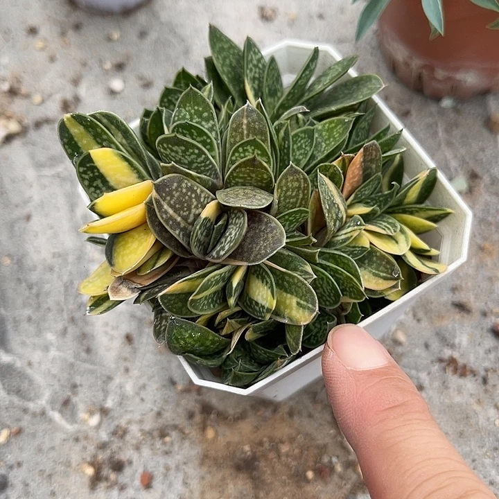 无花朵子宝锦一物一拍