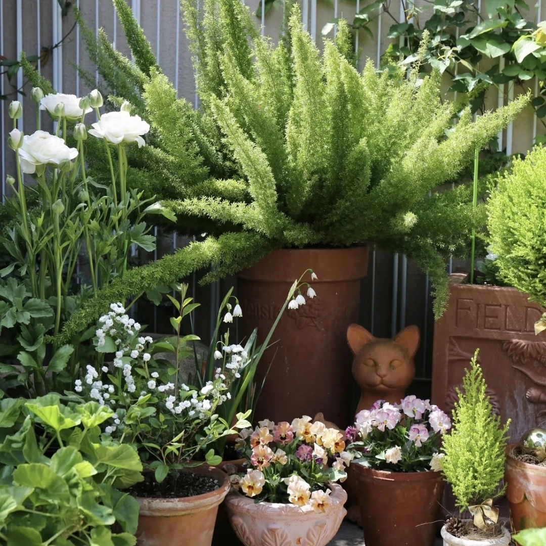 狐尾天门冬2加仑四季常青庭院阳台地栽盆栽多年生好养易活