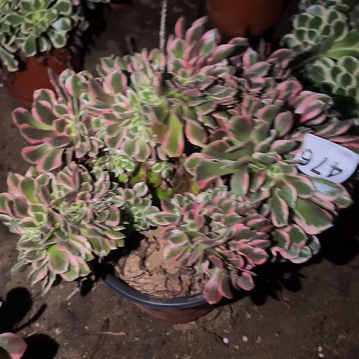 476妖月多肉植物不售后