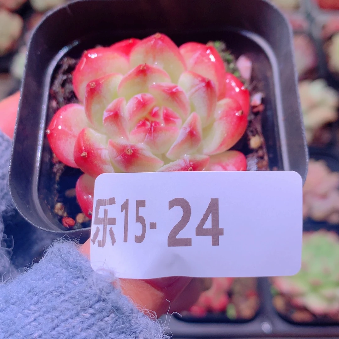 乐然15-24 白桃汽水