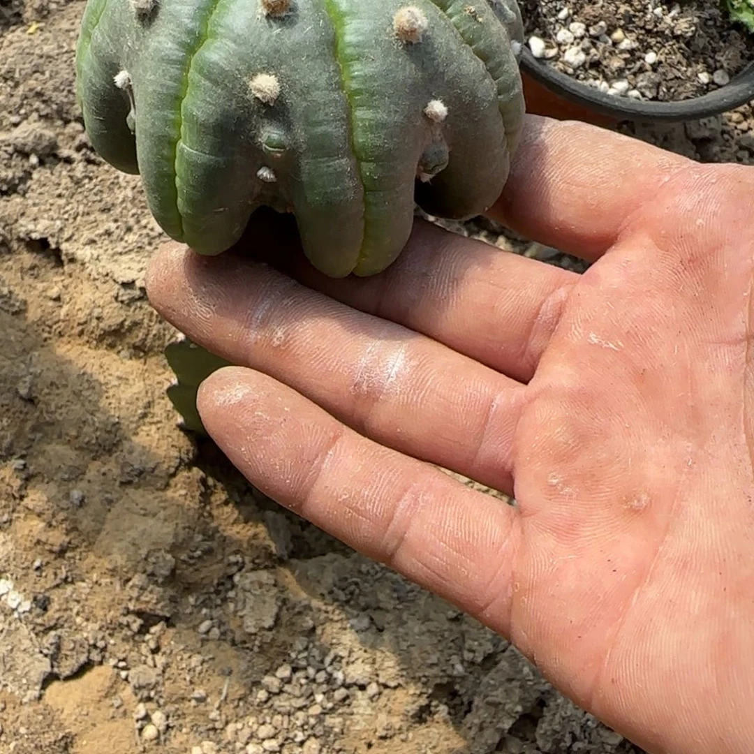 【闪购商品】无花朵系****?海星829