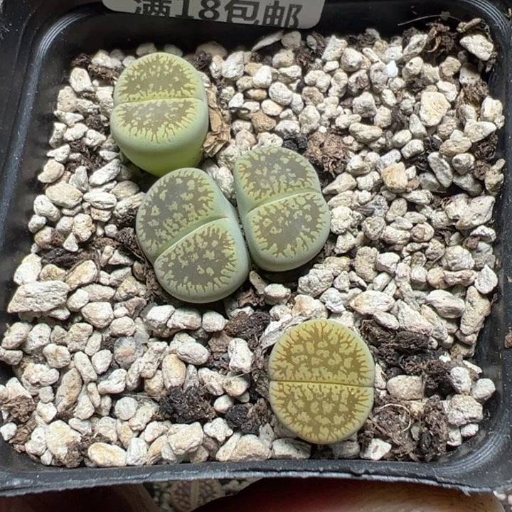 【闪购商品】 967。