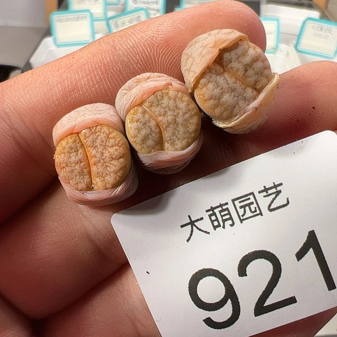 0000921 清盒福利微瑕无售后……