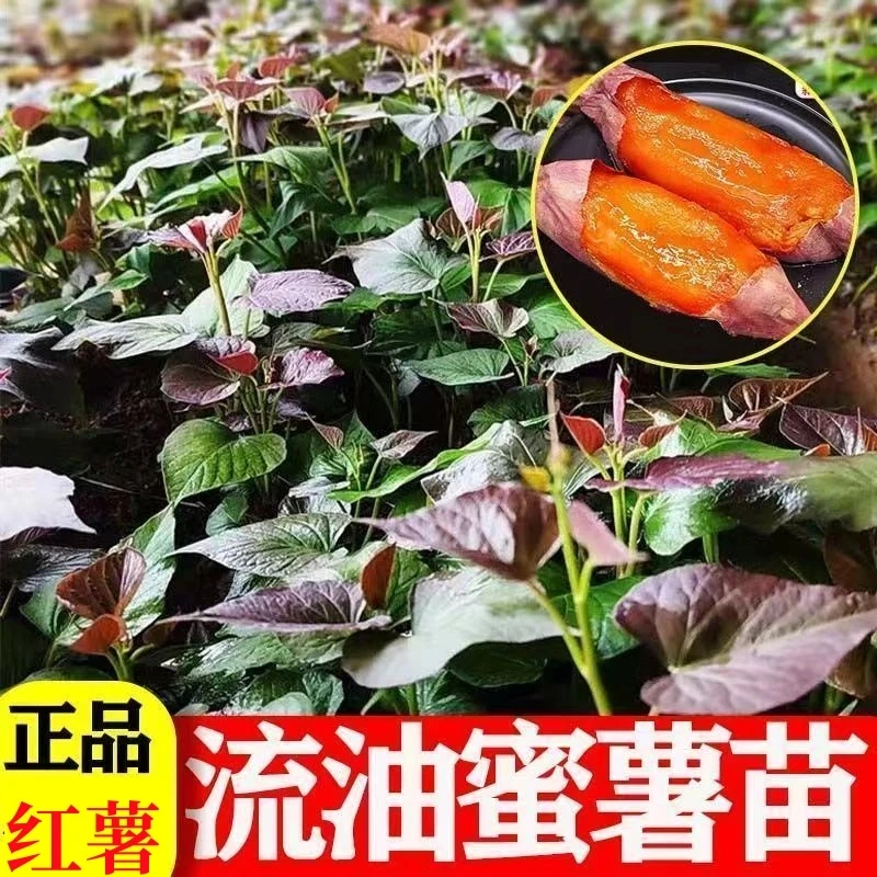 西红柿蜜薯红薯苗西瓜红板栗薯地瓜秧苗秧种芽子烟薯苗子秧子