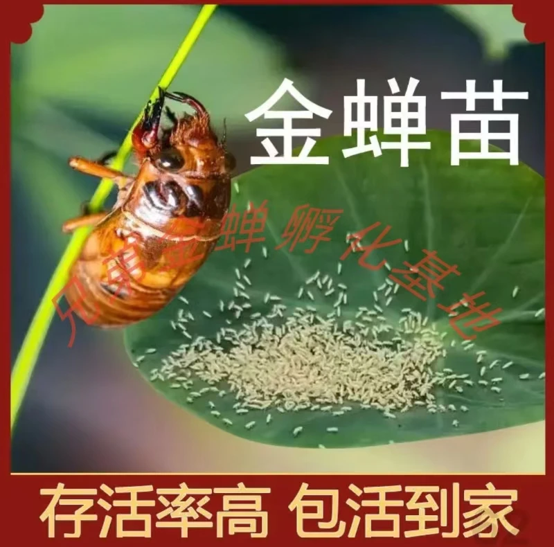 金蝉幼苗知了猴幼苗金蝉种卵爬叉苗金蝉养殖活体蝉蚁孵化优质鲜活