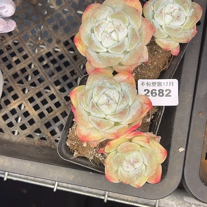 阿雅园艺。       2682两颗