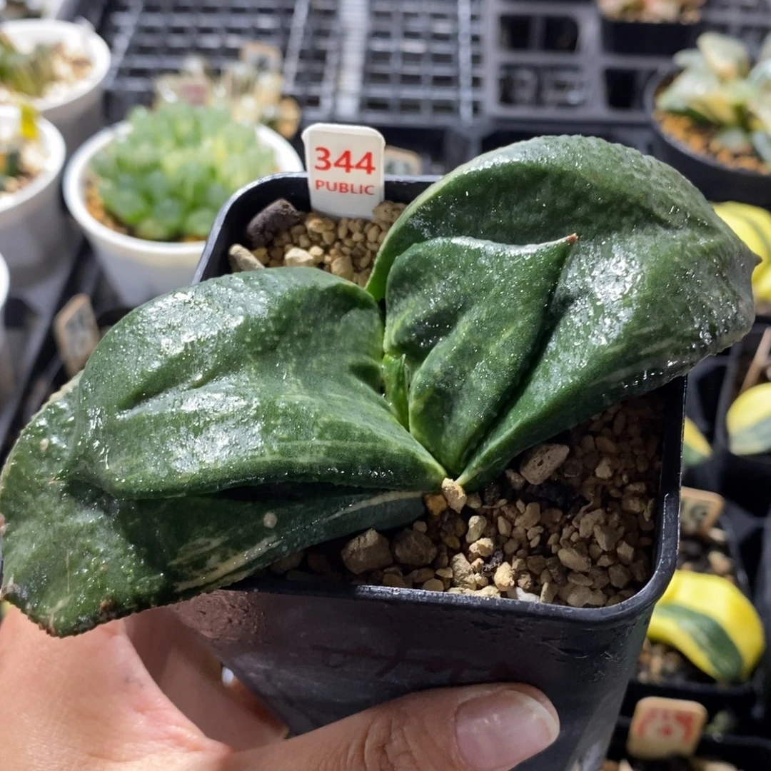 344军配卧牛寿锦一物一图