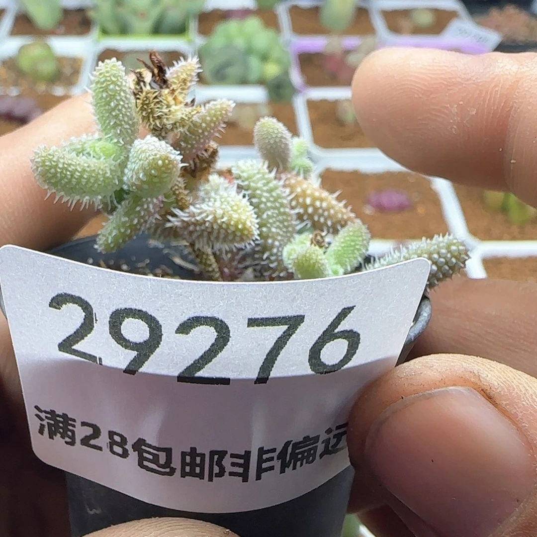 金***宴脱土28包邮29276