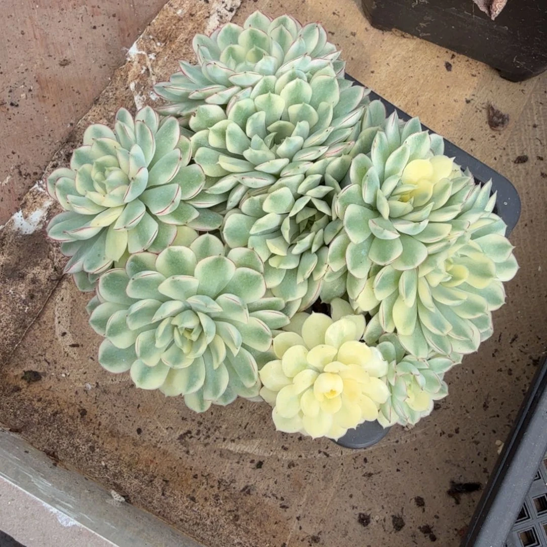 周****?梦幻玫瑰锦腹轮锦群