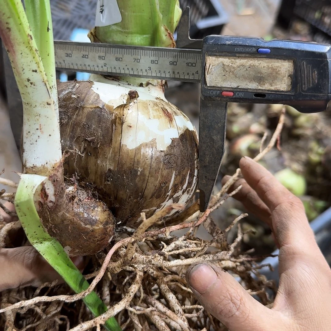 气质美女10+开花球