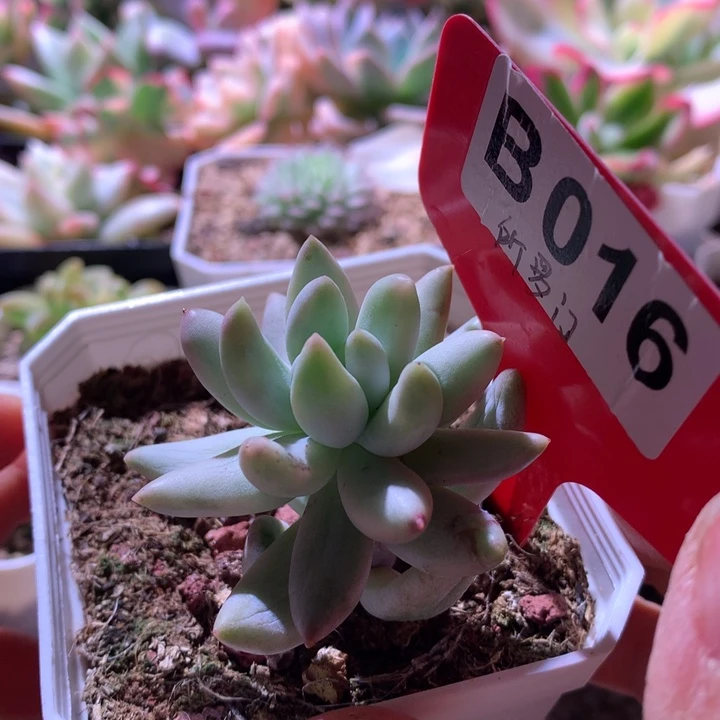 所罗门覆轮锦有根