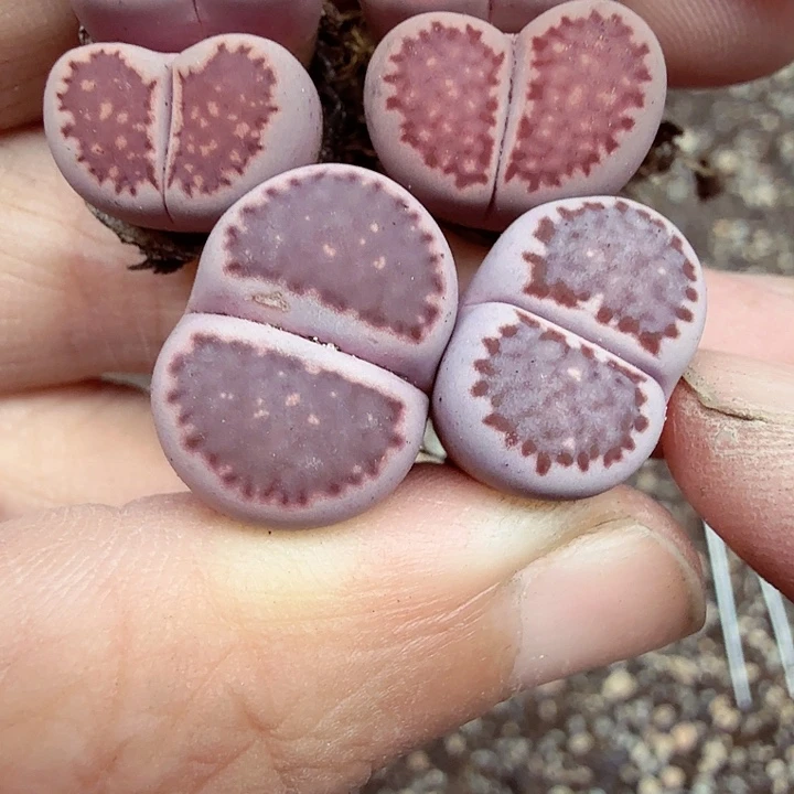 这个点睡起来都会梦中947是