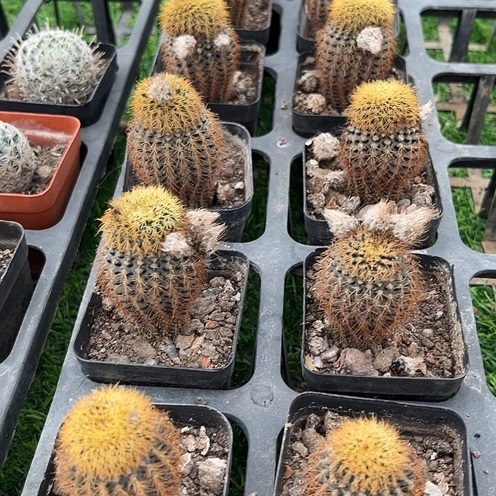 黄金侍童满25包邮