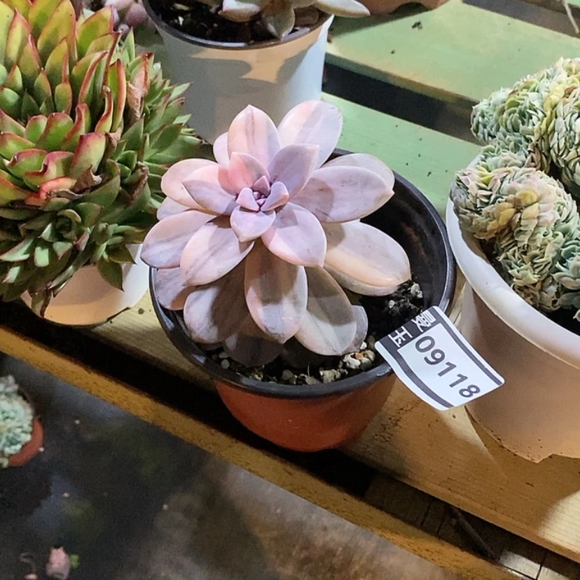 【闪购商品】❤️*华丽风车锦09118