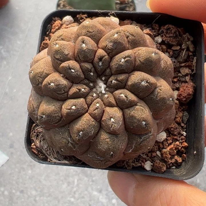 实生仙人球仙人球仙人球仙人球