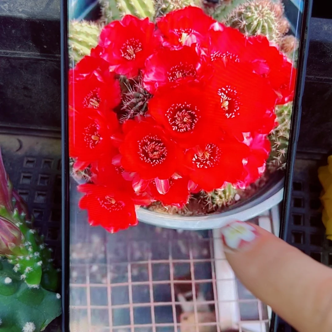 下42矮胖白檀血色2个无根小侧芽20包邮