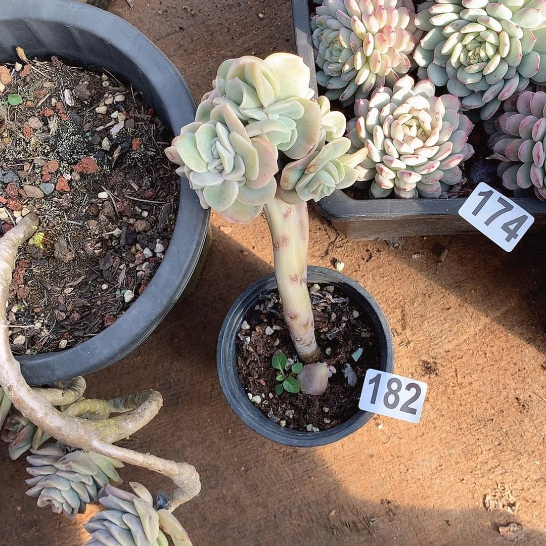 182可爱玫瑰 一物一拍多肉