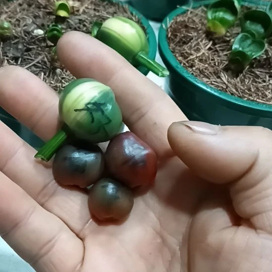 浮***笙无花朵君子兰小苗君子兰小苗君子兰小苗