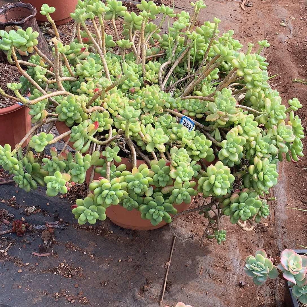 222香格里拉 一物一拍