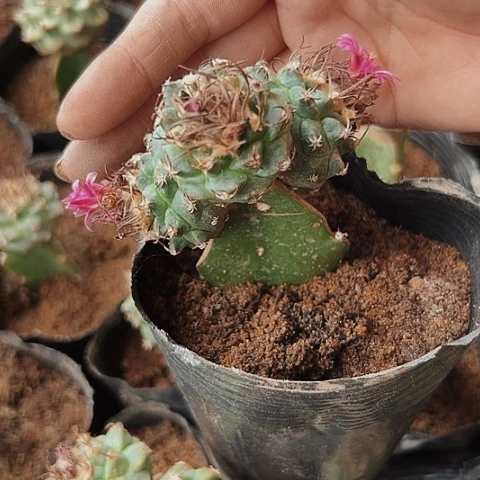 119赤花娇丽仙人球特价