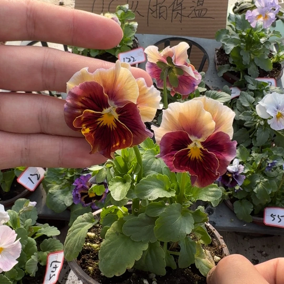 大部分花苞少量开放78