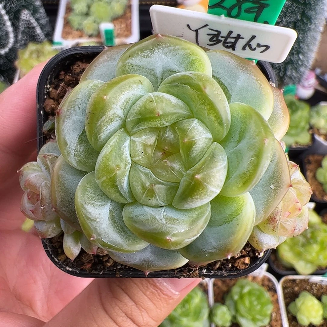 405.三头Y甜心，多肉