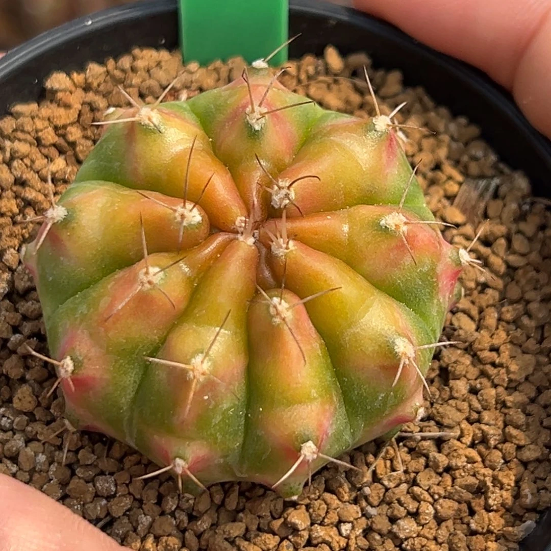 泰系侧芽轮回H98