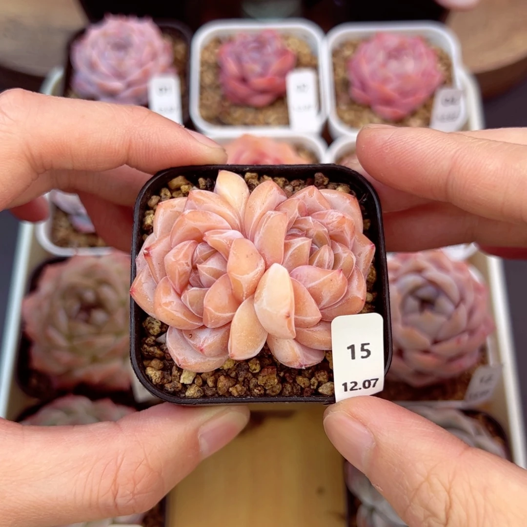 好好看15、哈哈哈哈哈