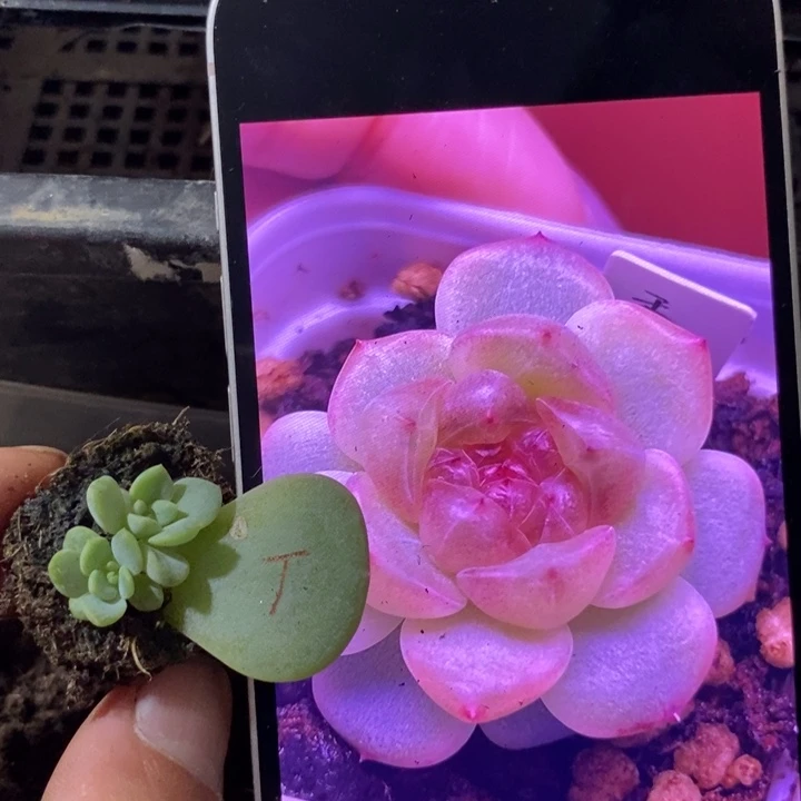 穴盘甜心秃子芽苗一个