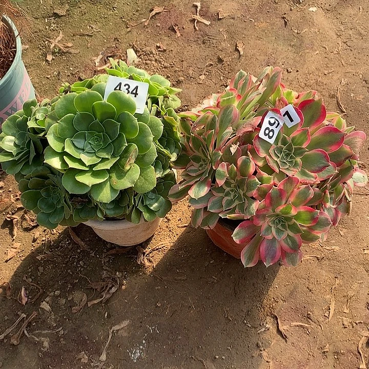 法师2个891-434号