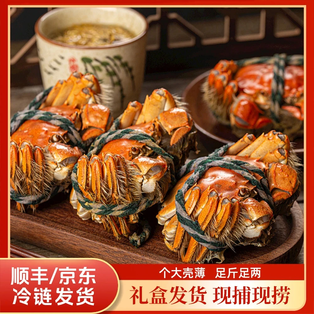【活蟹现货】江苏鲜活河蟹全母蟹2.8-2.5两/只 10只 海鲜 鲜活现捞A