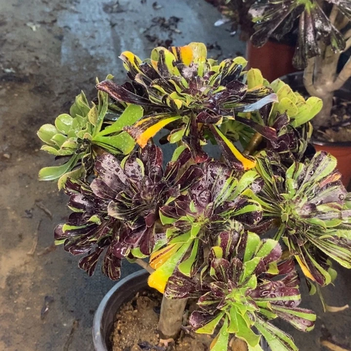 水墨丹青多肉植物24