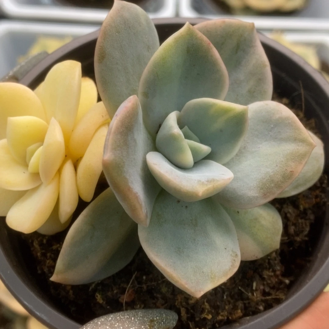 174可爱玫瑰锦锦锦锦锦锦锦
