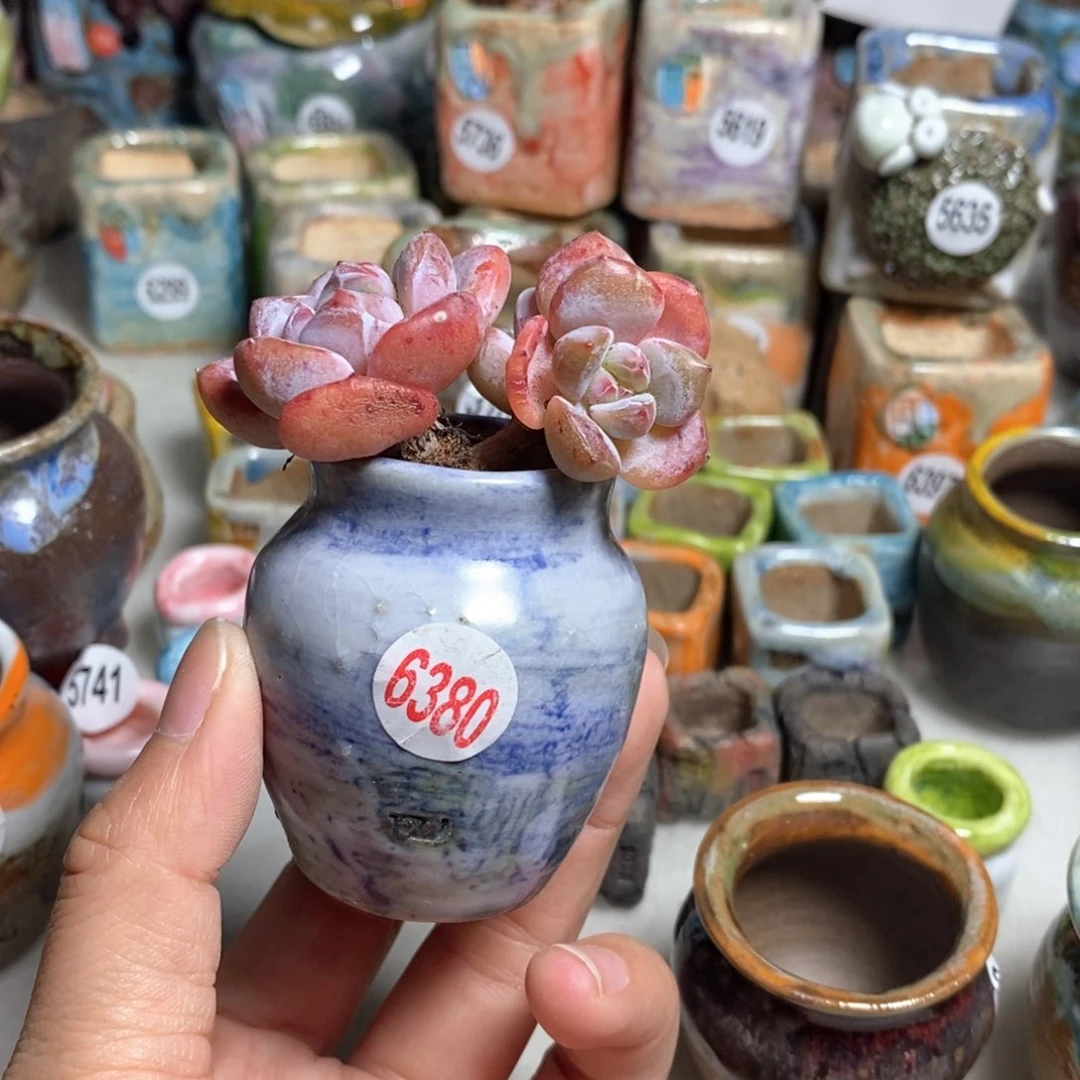 拍5送一个小礼物