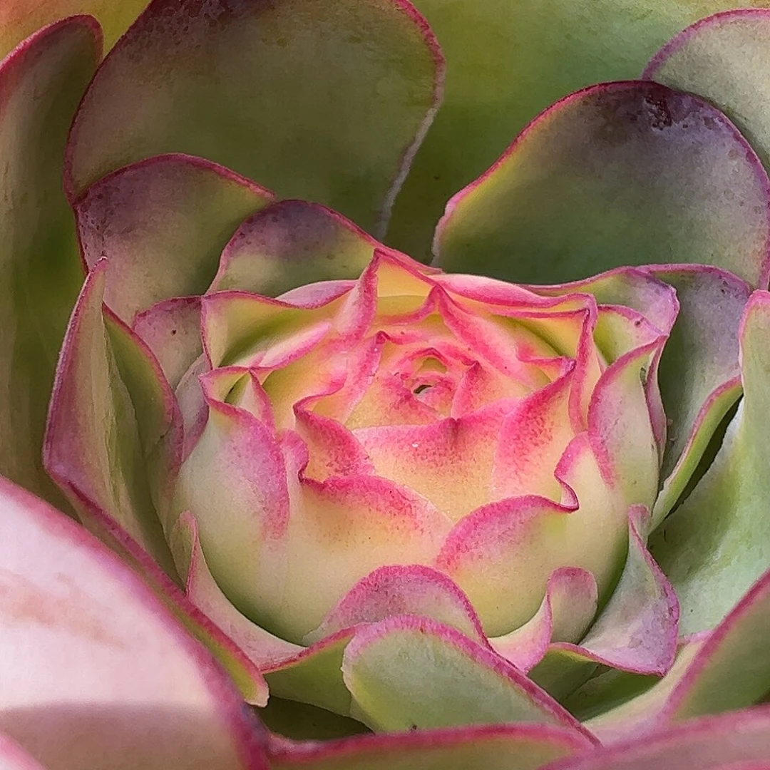 糖糖861 彩虹x各种