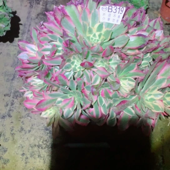 往***a多肉植物女巫319