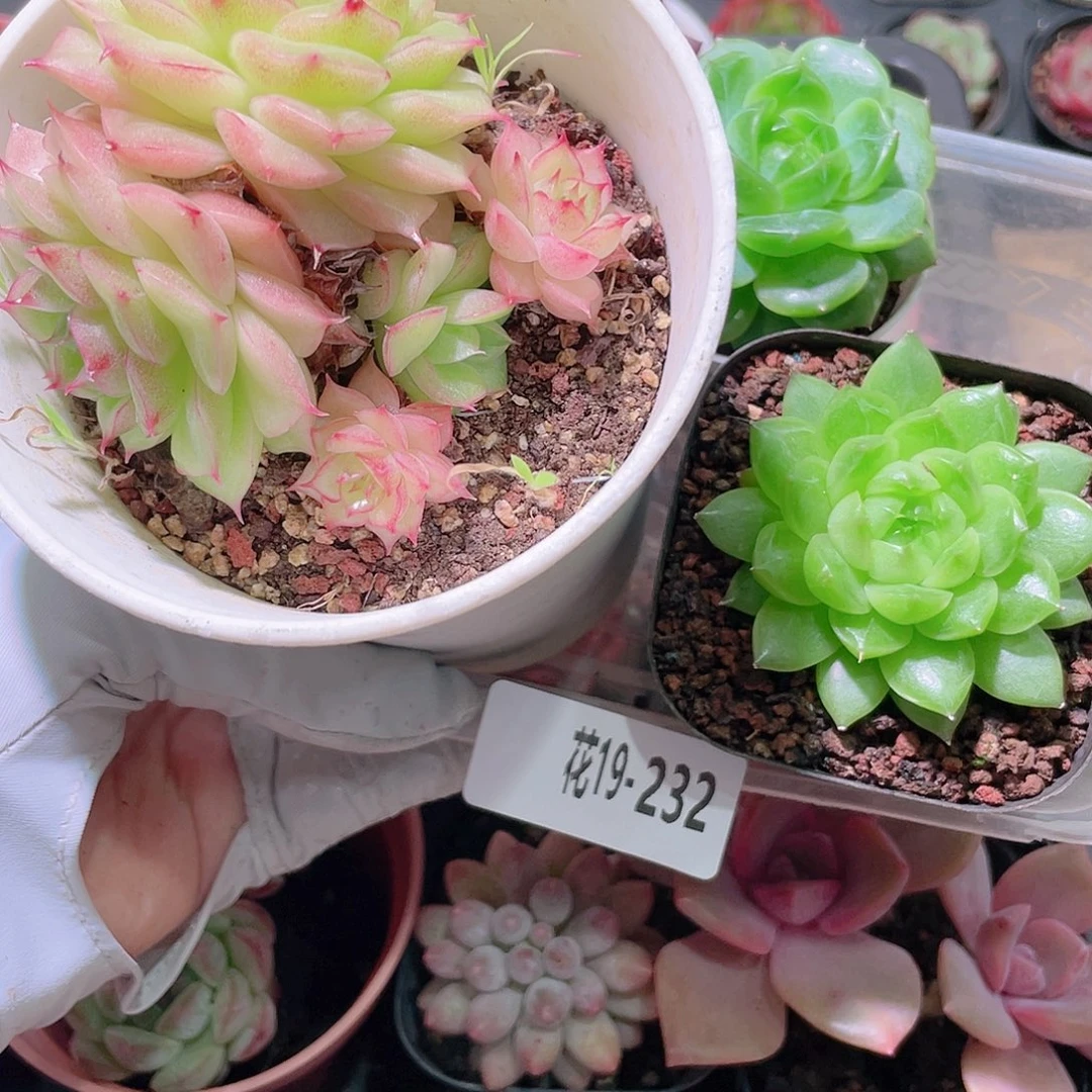花利美19-232多肉3颗