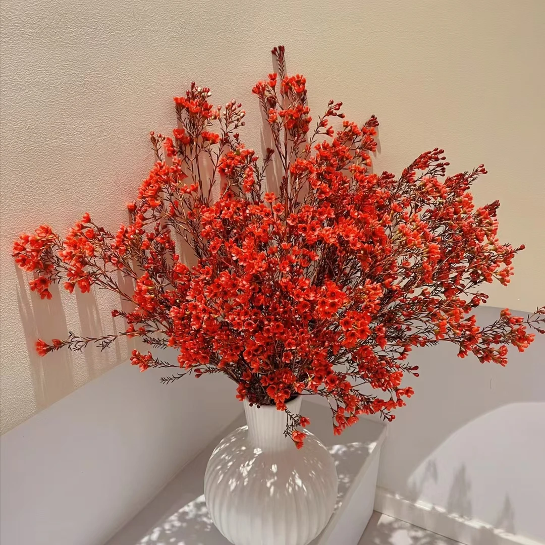 【年宵花】 腊梅1扎 花期长 一单包邮